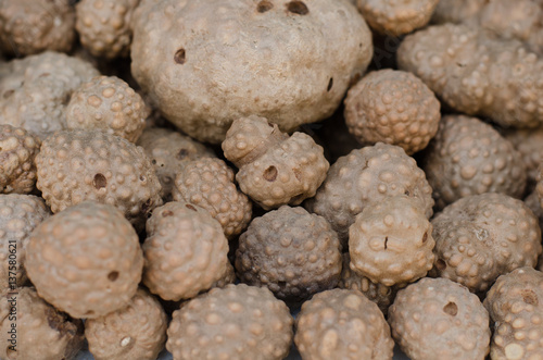 Thai herb name air potato (Scientific name Dioscorea bulbifera) photo