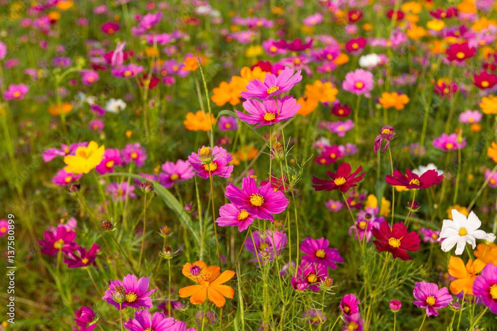 Beautiful multicolored flowers field, romantic flower background and wallpaper, enchanting and charming environment made of flowers using a palette of pastel colors creating a fresh and pretty impact Beautiful multicolored flowers field, romantic flower background and wallpaper, enchanting and charming environment made of flowers using a palette of pastel colors creating a fresh and pretty impact