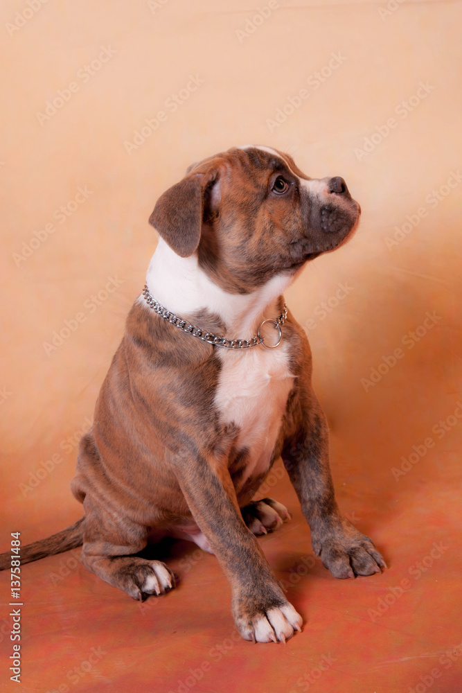 Obraz premium english bulldog