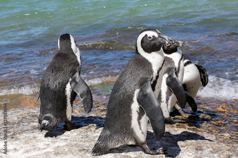 Naklejka premium penguins on a sunny ocean beach in africa