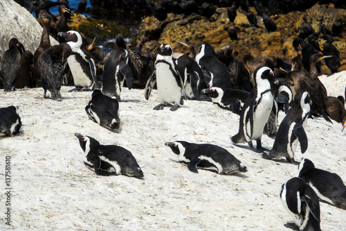 African penguin and Cape cormorant birds, South Africa