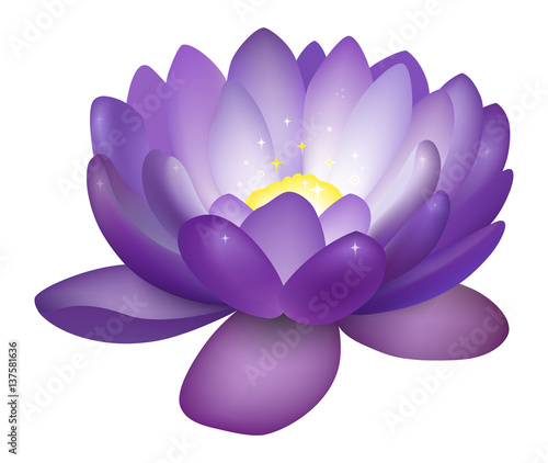 violet lotus flower