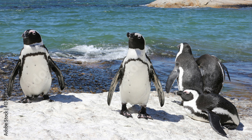 penguins on a sunny ocean beach in africa
