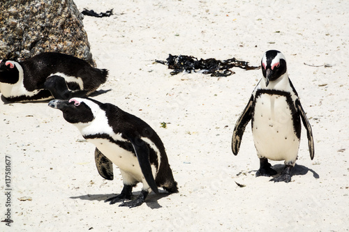 African penguins at Boulders Beach, South Africa