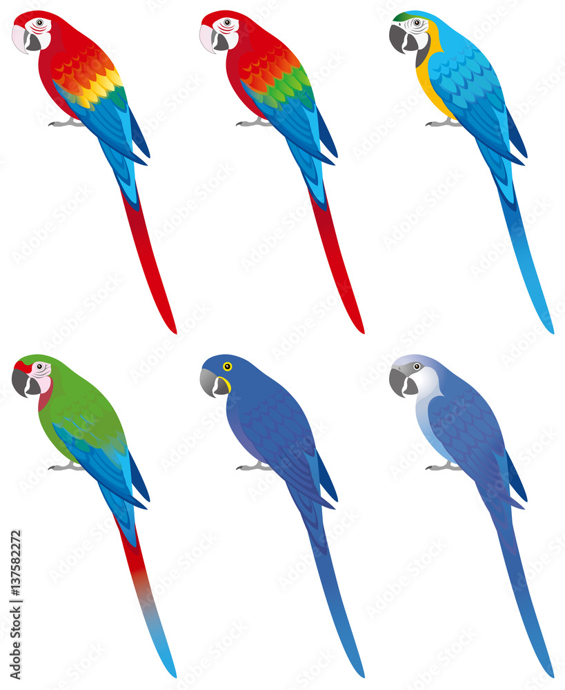 Fototapeta premium コンゴウインコ