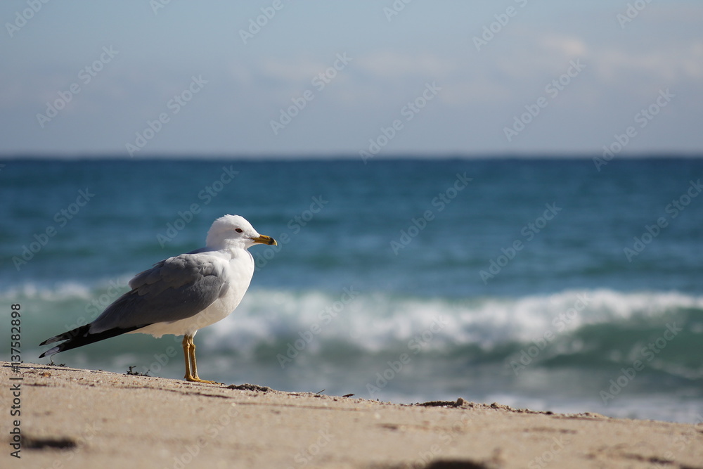 Seagull