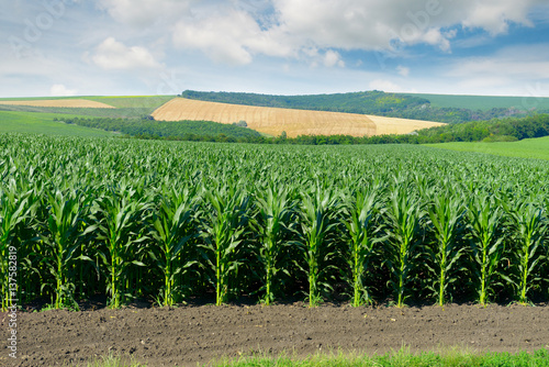 Bild auf Leinwand Corn field in the picturesque hills and white clouds in the sky.