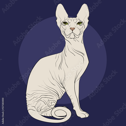 Cat of breed the Sphinx on a blue background