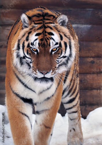 Fototapeta Naklejka Na Ścianę i Meble -  Tiger angry looking at camera