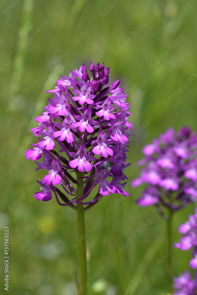 Pyramidal Orchid (Anacamptis pyramidalis), Greece Pyramidal Orchid (Anacamptis pyramidalis), Greece