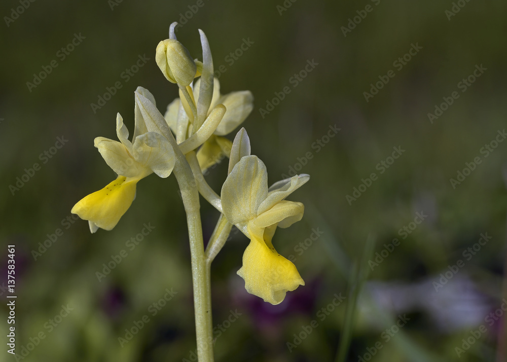 Sparse-flowered Orchid (Orchis pauciflora), Crete Sparse-flowered Orchid (Orchis pauciflora), Crete