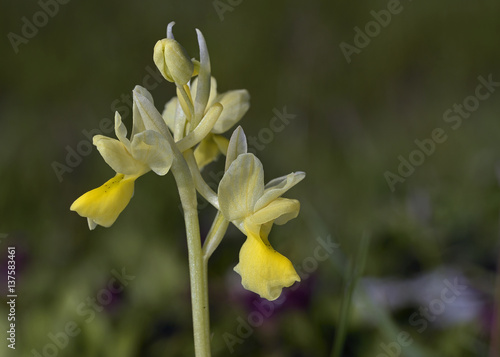 Sparse-flowered Orchid (Orchis pauciflora), Crete	