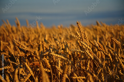 Golden ripe wheat field, agricultural background, harvest concept
