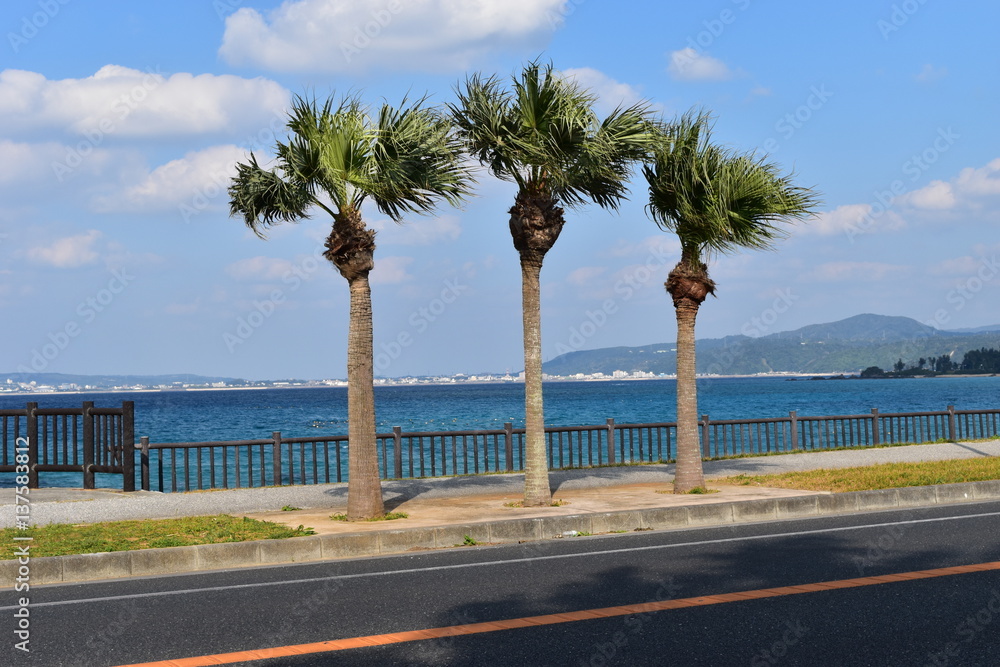 沖縄のヤシの木