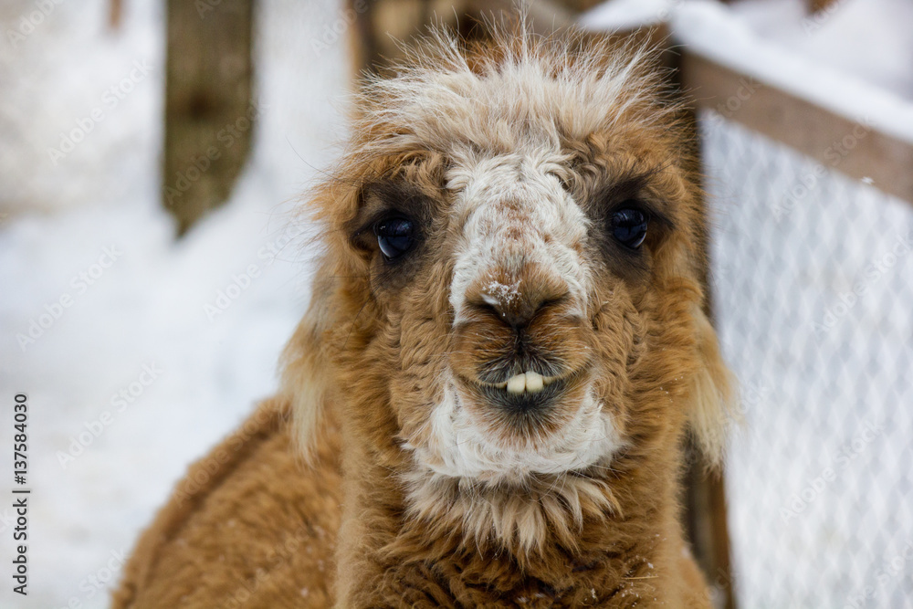 Lama face smiling with teeth Stock Photo | Adobe Stock