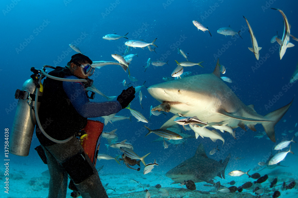 Obraz premium bull shark while shark feeding