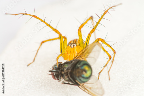 Yellow female Lean lynx spider, Oxyopes macilentus (Family: Araneae, subfamily: Oxyopidea) eating a Common green bottle fly, (Lucilia sericata) isolated with white background, predator and prey photo