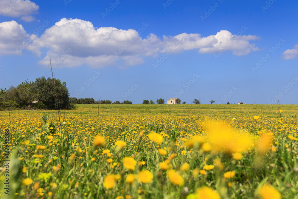 RURAL LANDSCAPE SPRING. Field of yellow flowers.ITALY(Apulia).Countryside with farmhouse abandoned among dandelions topped by clouds.