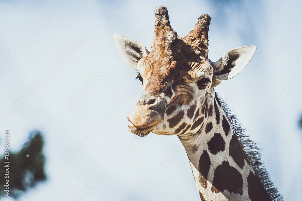 Obraz premium Portrait de girafe