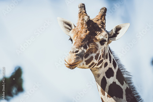 Fototapeta Naklejka Na Ścianę i Meble -  Portrait de girafe