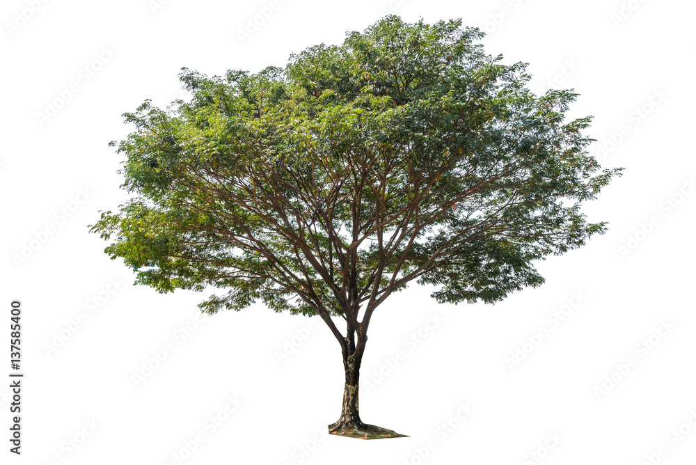 Big tree isolate photo on white background with path Big tree isolate photo on white background with path