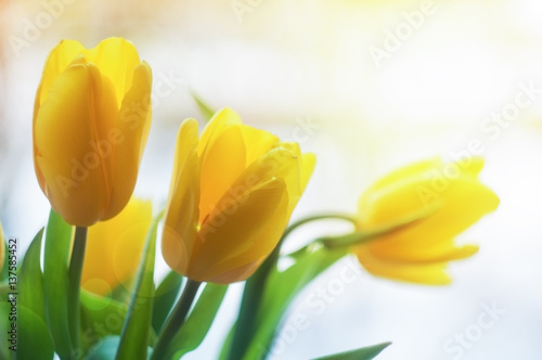 yellow tulips in sunlight beams. spring blurred background