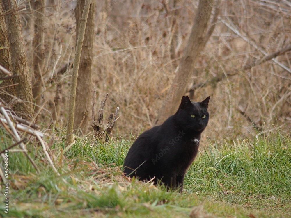 道端に佇む野良猫 道端に佇む野良猫