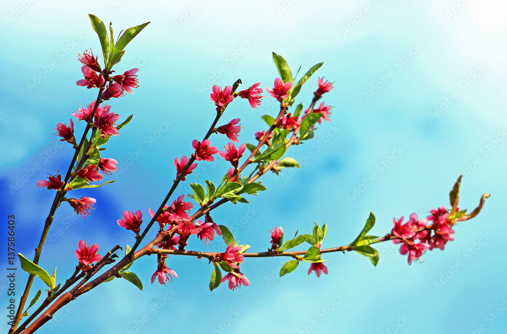 Blossoming peach on a blue background Blossoming peach on a blue background