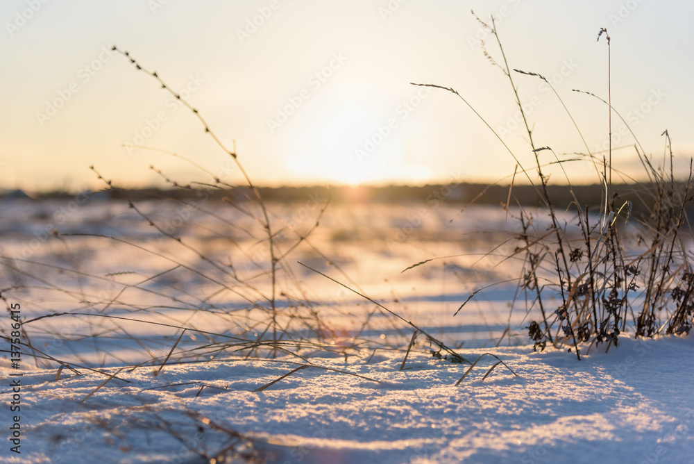 Fototapeta premium dry grass and winter sunset