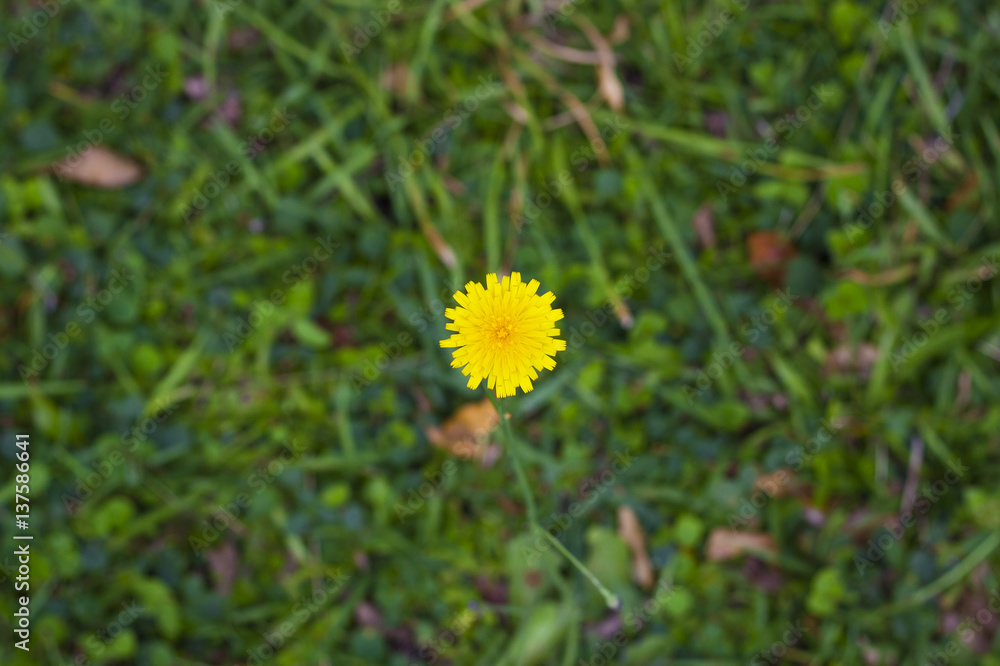 Dandelion Flower in the rain, close up. white Flower background Dandelion Flower in the rain, close up. white Flower background