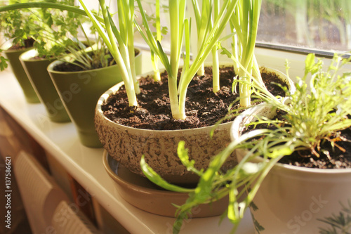 Young plants of onion and herbs growing in pots on windowsill