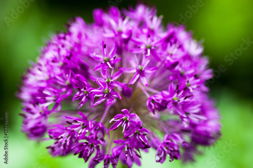Blooming ornamental onion  Allium 