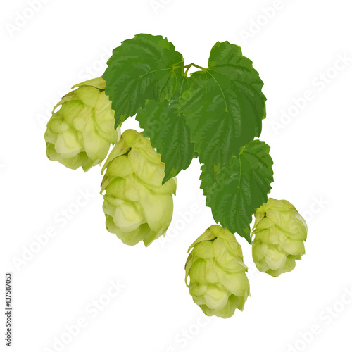 Branch of hop leaves.  Isolate without shadow. Drawing