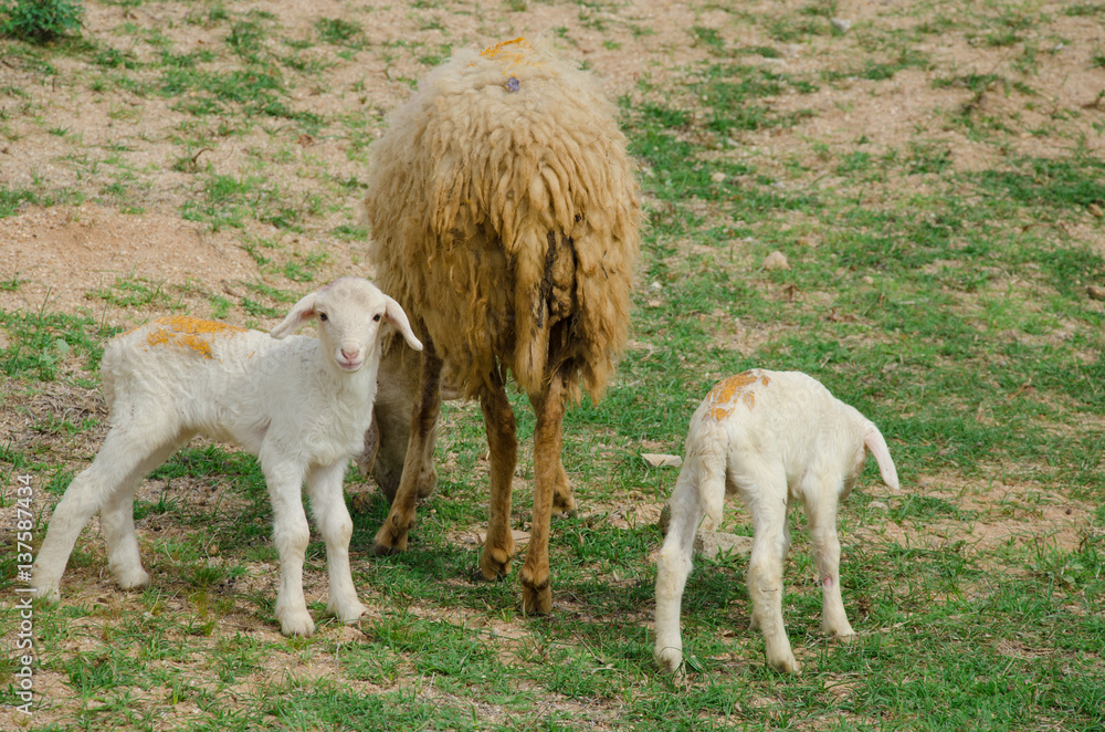 Obraz premium sheeps on field at Ninh Thuan province, Vietnam.