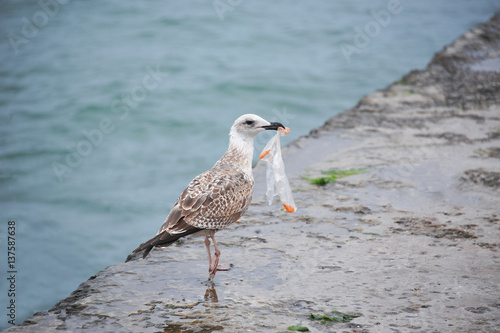 Seagull with plastic bag
