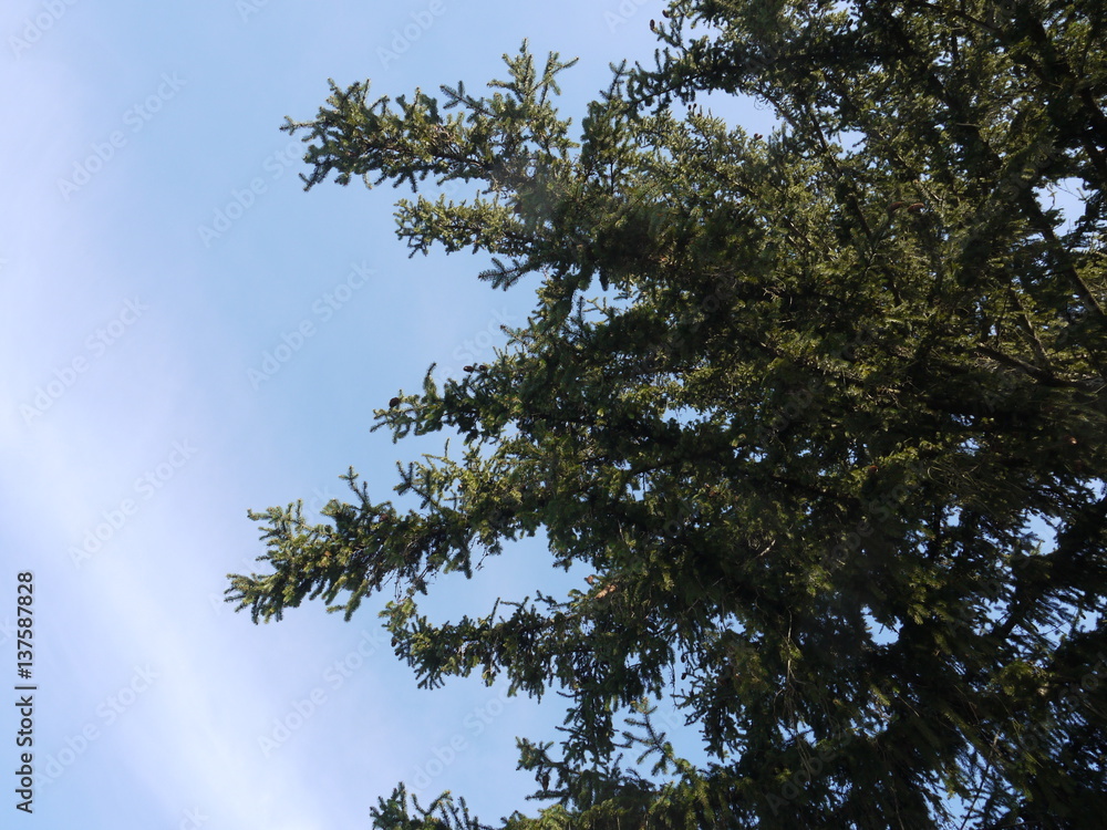 Needle Branches against the sky Needle Branches against the sky