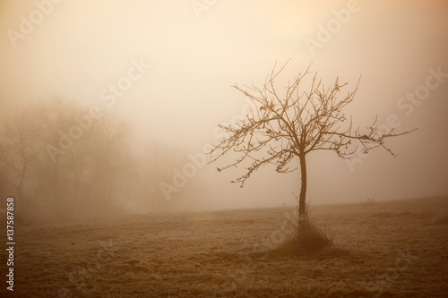 Wallpaper Mural Cold Foggy Winter Morning Torontodigital.ca