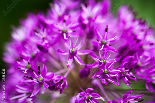 Blooming ornamental onion (Allium)