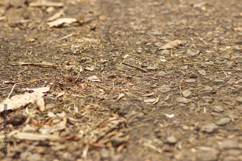 Dry leaves on ground. Leaves texture background. Leafs. top view Dry leaves on ground. Leaves texture background. Leafs. top view