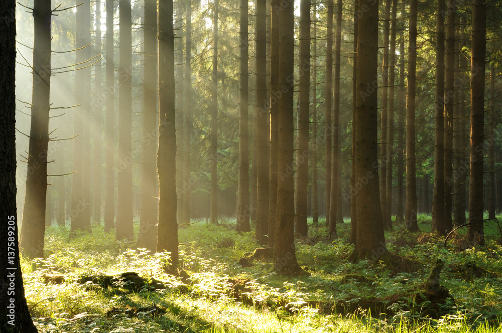 Sonnenaufgang im Wald Sonnenaufgang im Wald