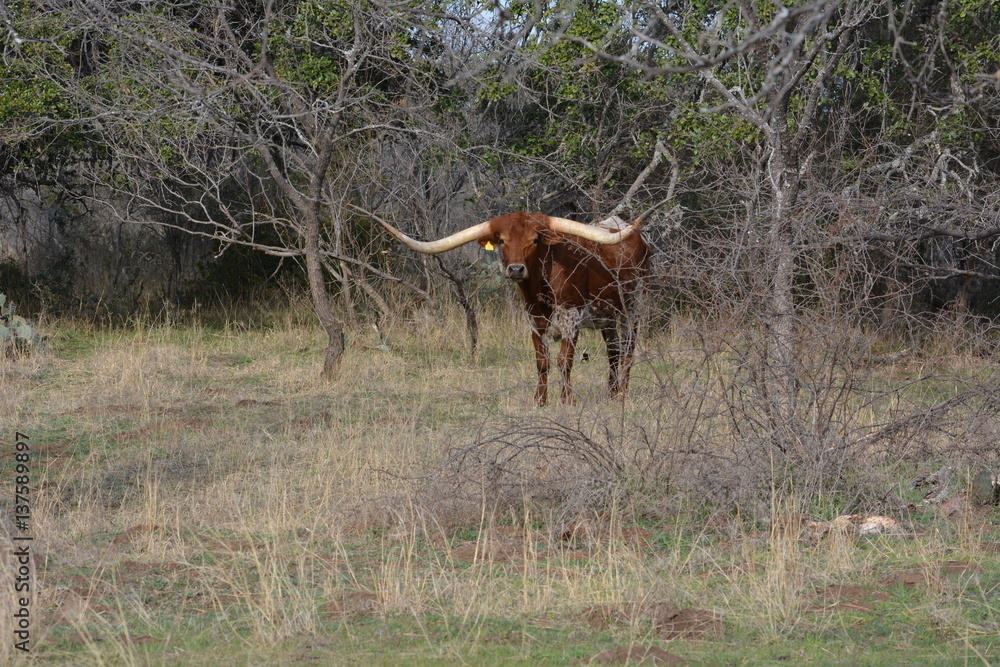 Texas Longhorns Texas Longhorns