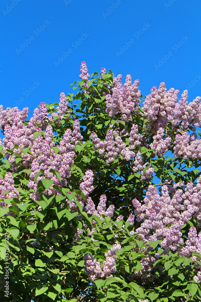 Lilac flowers with green leaves in sunny spring day