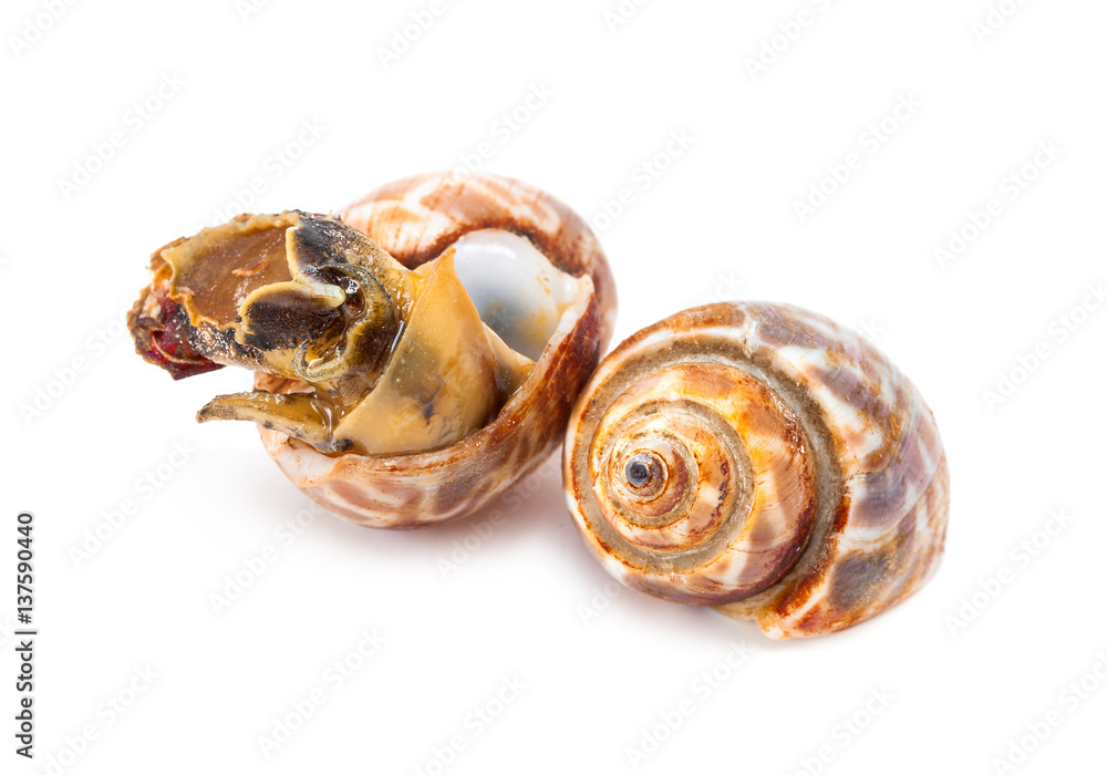 grilled spotted babylon isolated on white background grilled spotted babylon isolated on white background