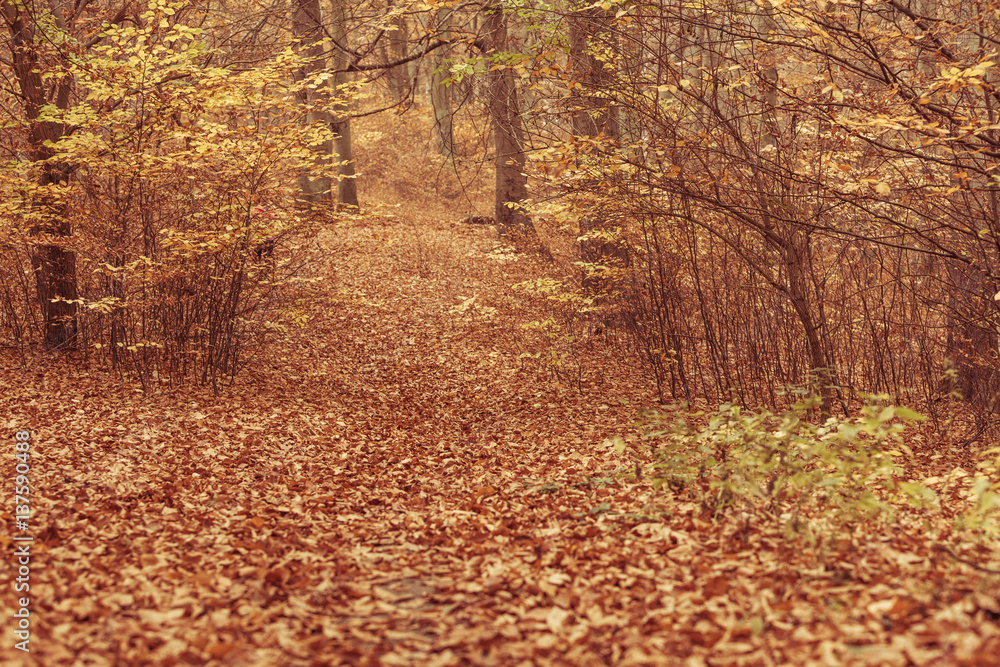 Autumnal bushes in forest.