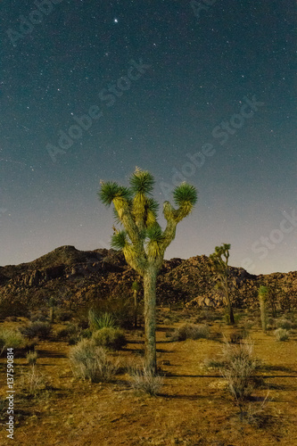 Trees on field at Joshua Tree National Park