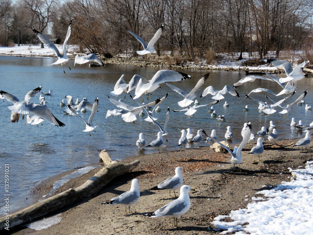 Fototapeta premium Toronto Lake flock of gulls 2017
