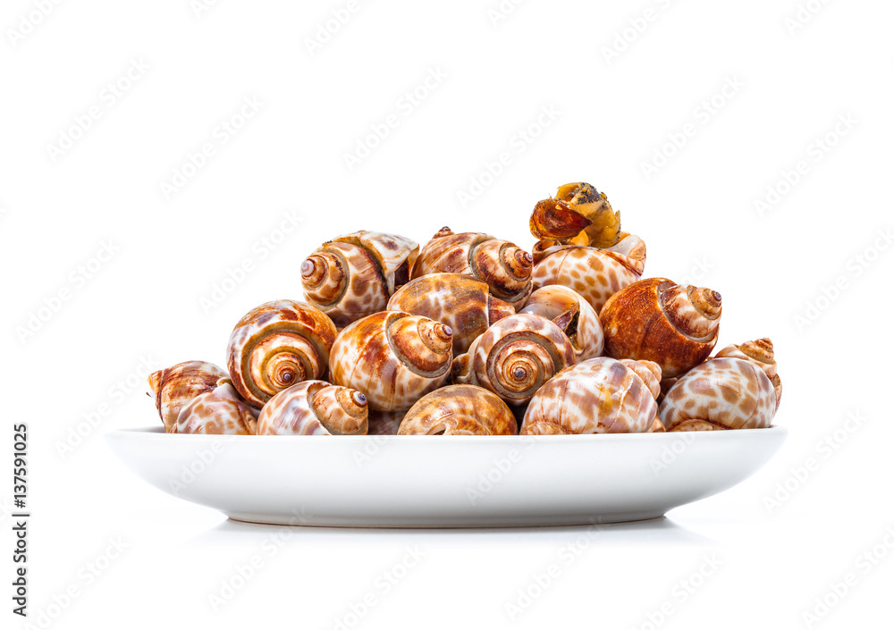 grilled spotted babylon shell isolated on white background grilled spotted babylon shell isolated on white background