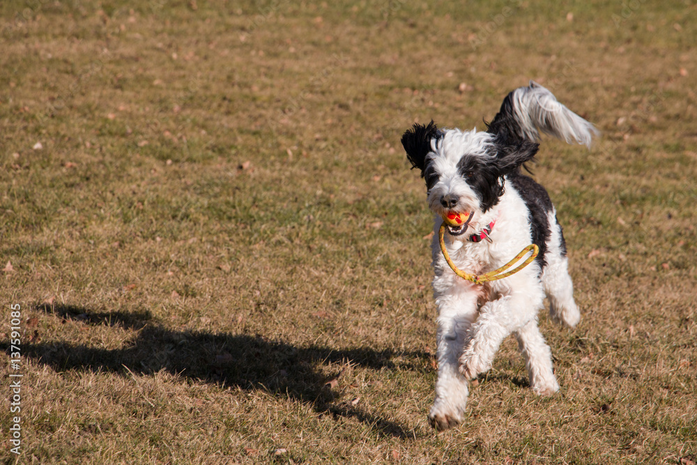 Portuguese water dog playing in meadow with a yellow ball Portuguese water dog playing in meadow with a yellow ball