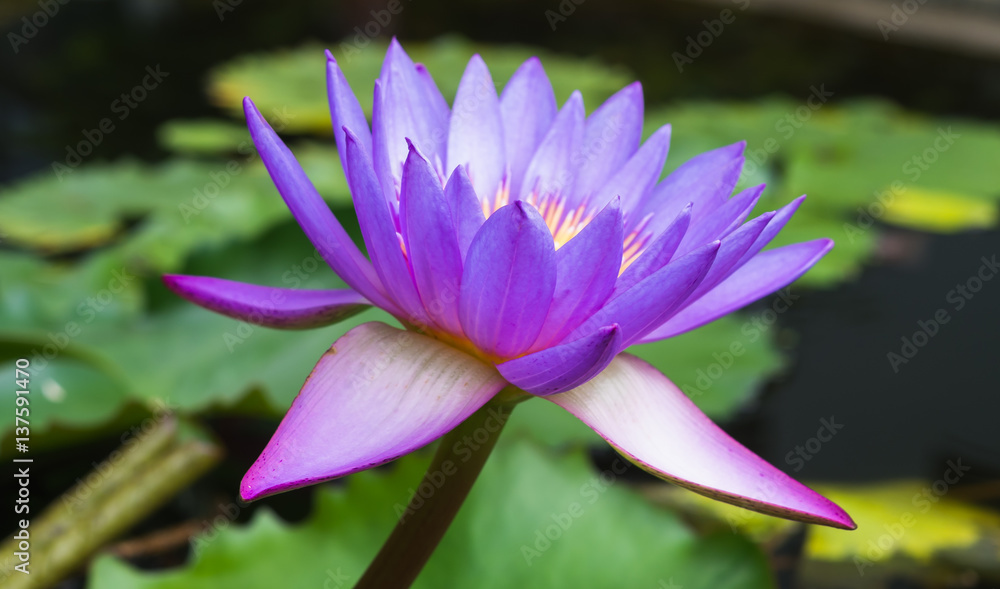 Purple lotus flowers in basin Purple lotus flowers in basin