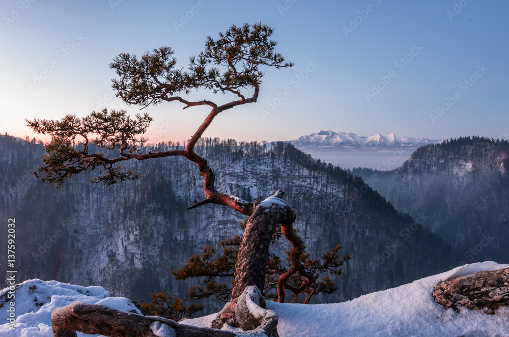 Fototapeta premium Dwarf pine tree on Sokolica peak, Pieniny mountains, Poland,
